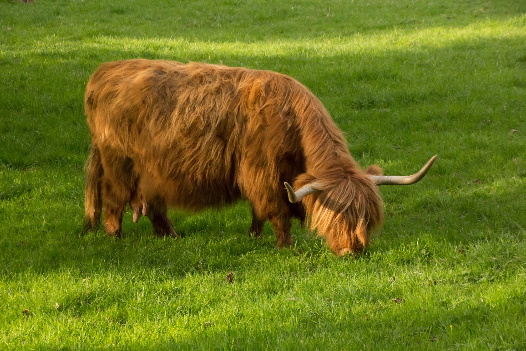 Brown highland cow in grassy field