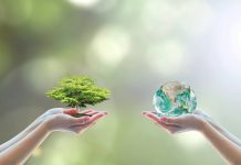 Two hands holding small tree and earth