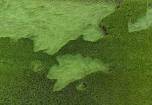 Aerial view of lush, green perennial rice field, taken from drone