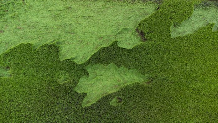 Aerial view of lush, green perennial rice field, taken from drone