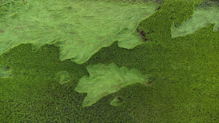 Aerial view of lush, green perennial rice field, taken from drone