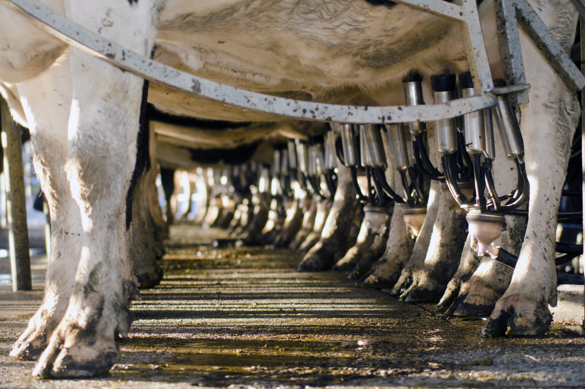 cows in factory farming, dairy industry