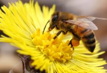 Honey bee on flower