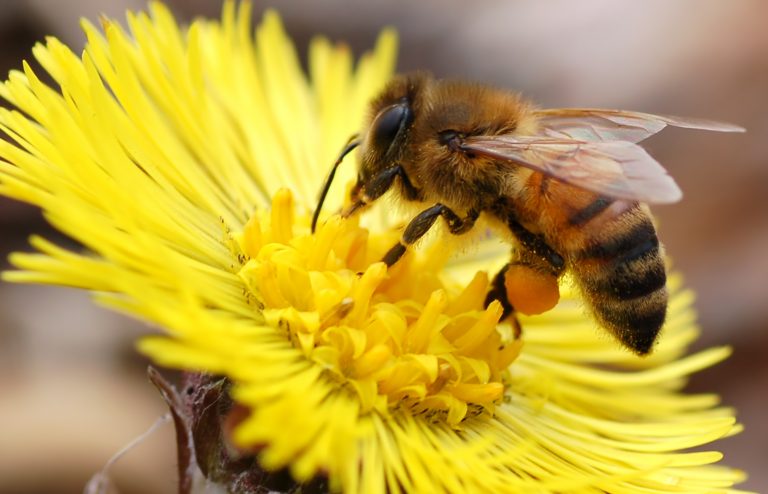 Honey bee on flower