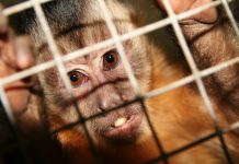 Monkey in cage, clinging on to bars, looking out, animal testing in laboratories