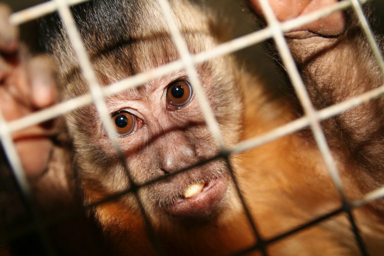 Monkey in cage, clinging on to bars, looking out, animal testing in laboratories