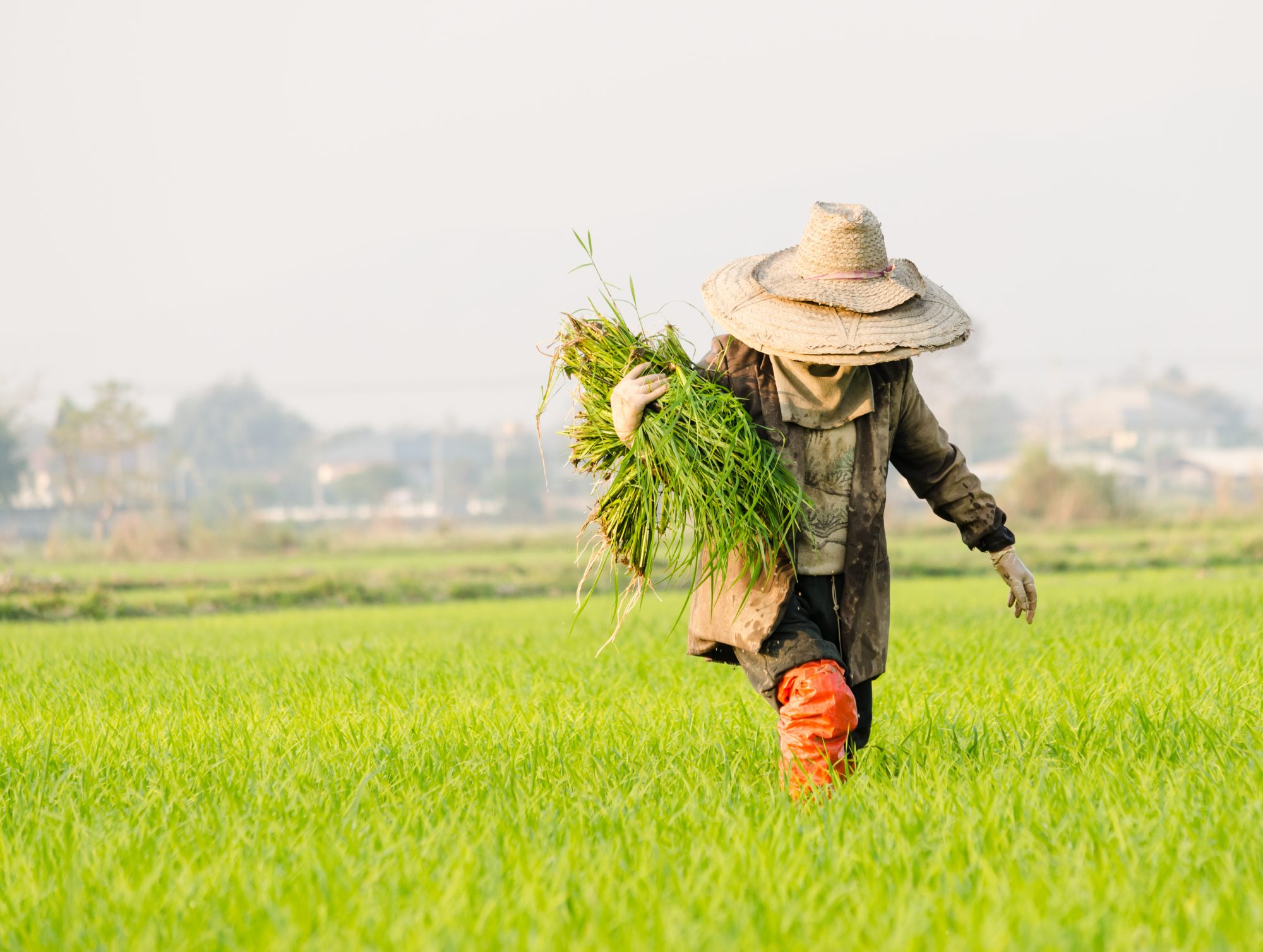Farmer wearing hat, carrying rice crop in vibrant green rice field at china