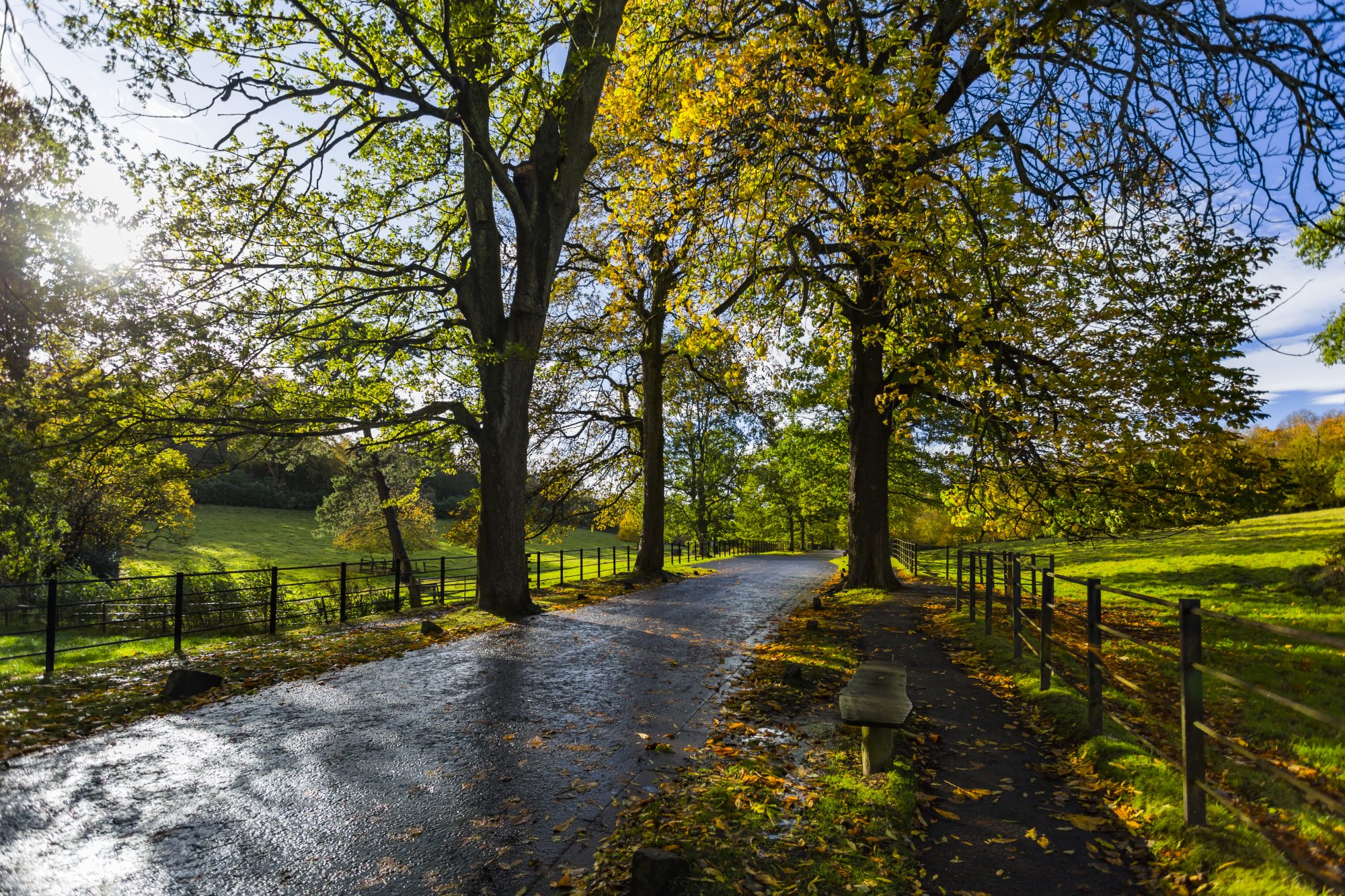 Pollok Park in Glasgow, leafy green road