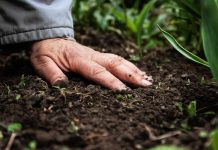 farmer with their hand on soil, soil health