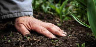 farmer with their hand on soil, soil health