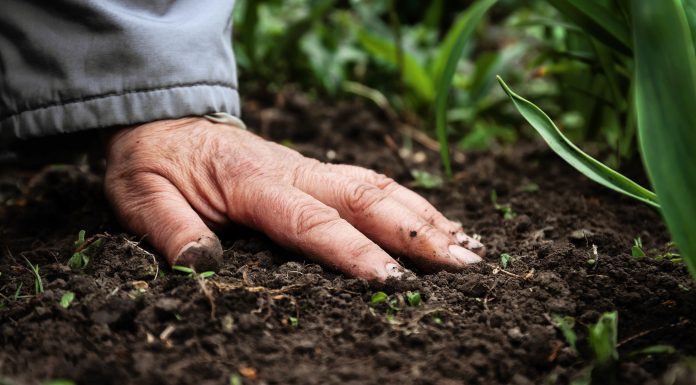 farmer with their hand on soil, soil health