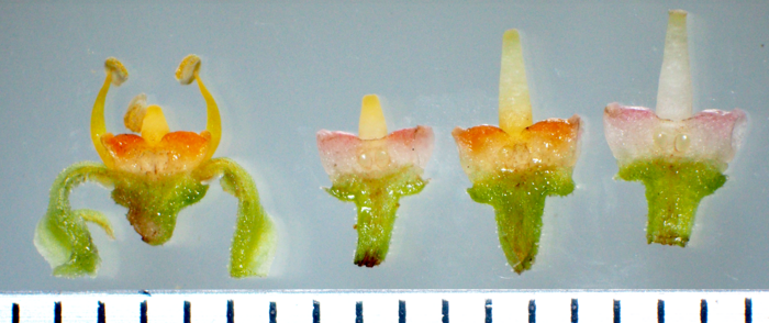 A magnified image clearly showing the alternating orange and pink colors of the flower petals