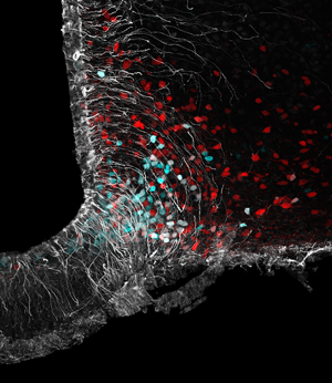 Tanycytes