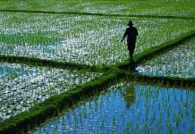 walking through a rice field in Thailand