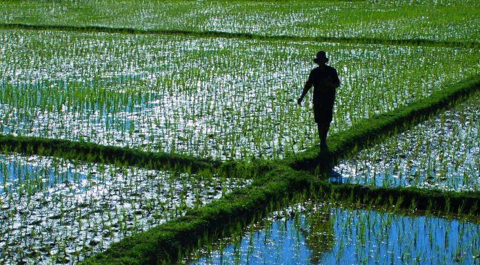 walking through a rice field in Thailand