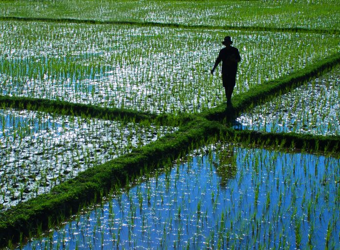 walking through a rice field in Thailand