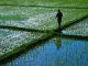 walking through a rice field in Thailand