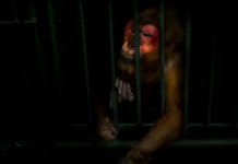 Scared monkey in cage in laboratory