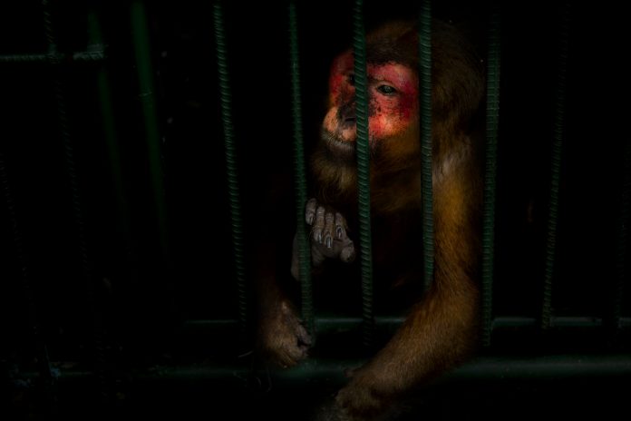 Scared monkey in cage in laboratory
