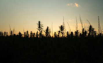 hemp & CBD