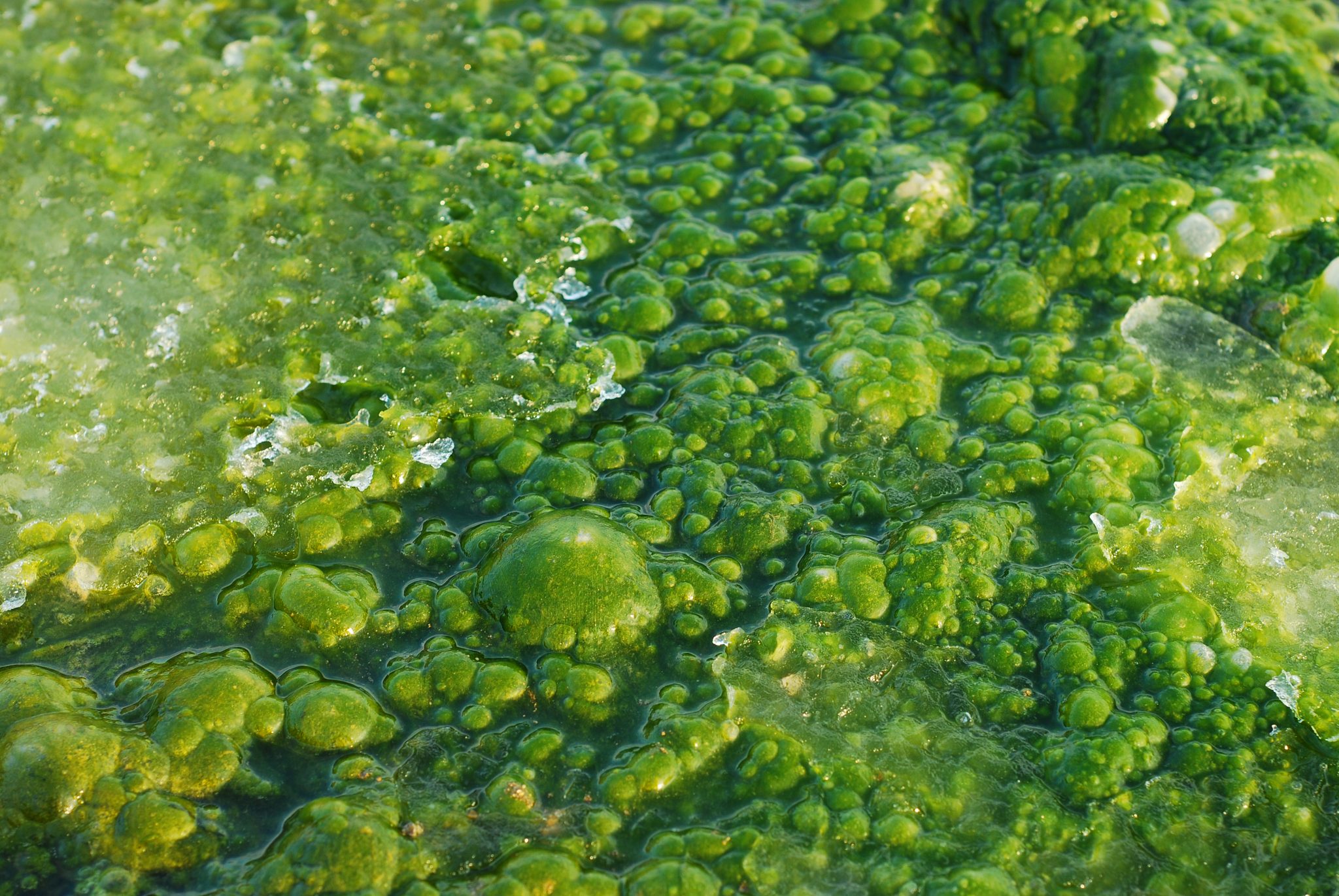 Натуральные водоросли. Зеленые водоросли Chlorophyta. Цветение воды цианобактерии. Микроводоросли на водоёме. Zelyoniye vodrisli.