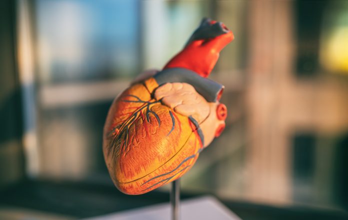 heart failure symptom medical heart model showing cardiovascular risk of stroke blood clot with cardiometabolic disease