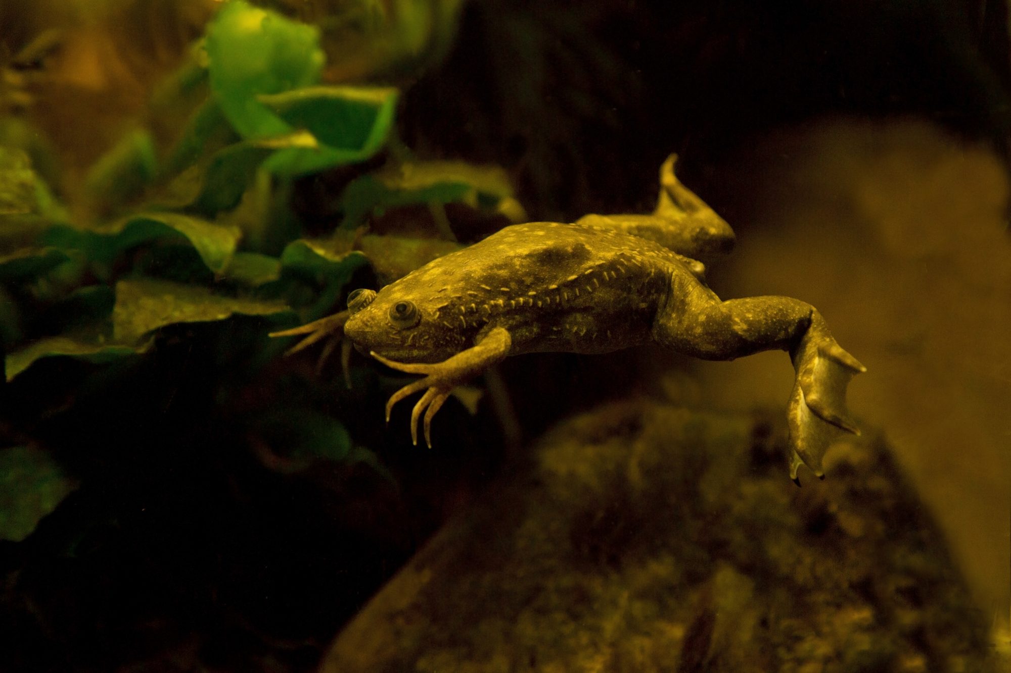 African claw frog swimming underwater 