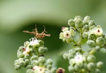 The macro view of a Pterophoridae on the Causonis japonica plant