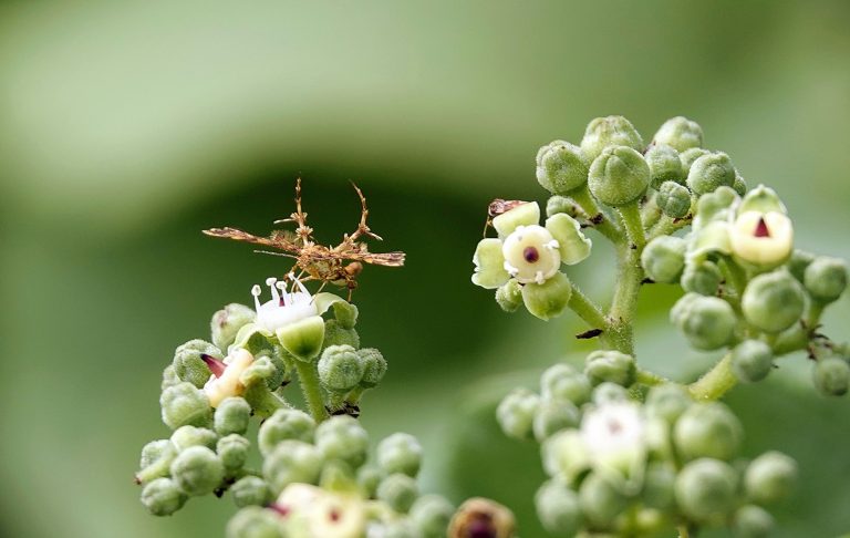 The macro view of a Pterophoridae on the Causonis japonica plant