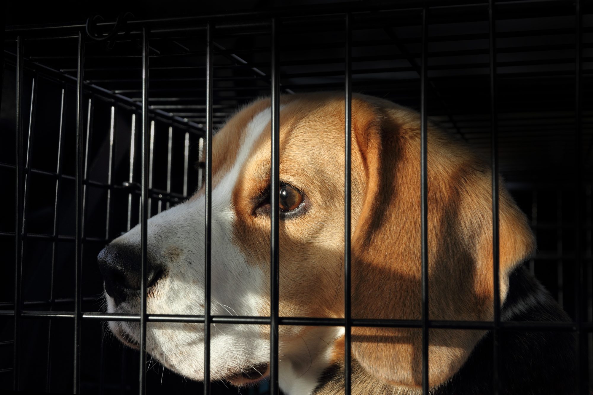 Beagle dog behind bars in laboratory