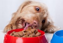 Dog eating food from bowl - pet health