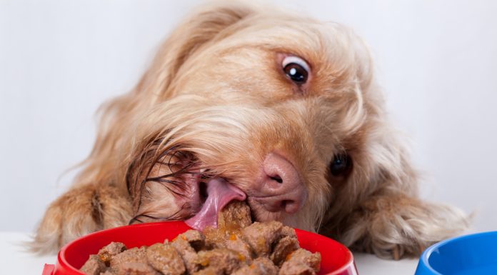 Dog eating food from bowl - pet health