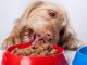 Dog eating food from bowl - pet health