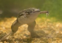 African claw frog underwater