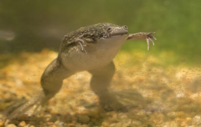 African claw frog underwater