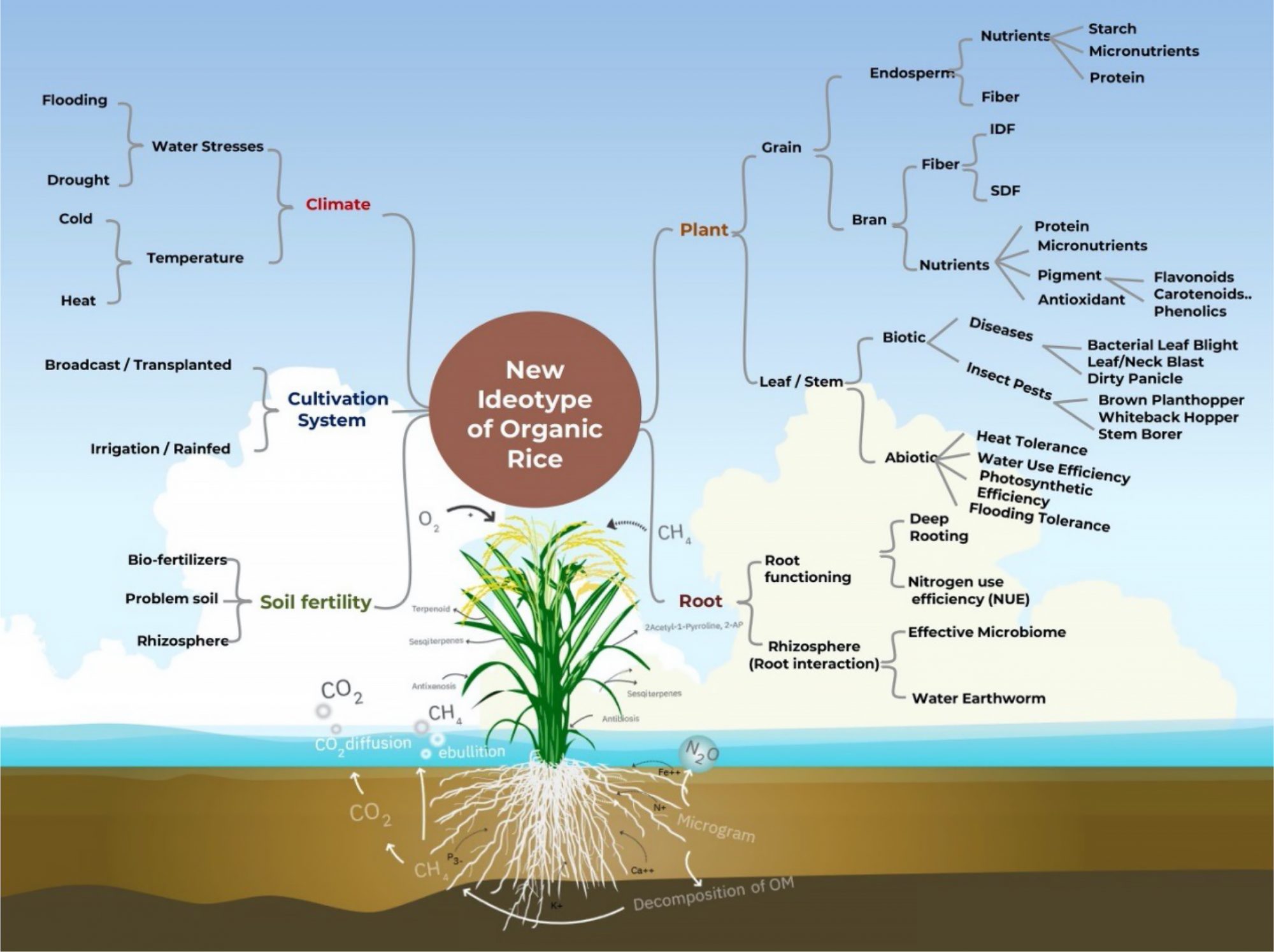 Figure 1: A new ideotype of organic rice