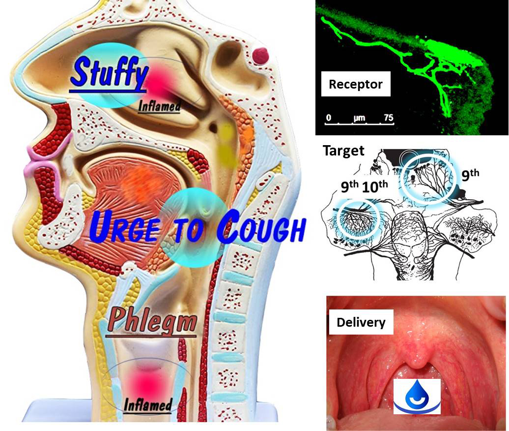 Fig. 1. Cool esthesia for airway hygiene. Inflammation increases phlegm production, nasal stuffiness, and cough. Topical delivery of a cooling agent to TRPM8 receptors (green) on nerve endings of the 5th, 9th, and 10th cranial nerves via spray or drops relieves stuffiness, cough, and facilitates clearance of phlegm.
