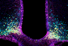 image showing tanycytes in purple and the neurons they interact with in the hypothalamus (yellow: appetite promoting neurons expressing neuropeptide Y (NPY); blue: appetite suppressing neurons expressing the propopiomelanocortin (POMC))