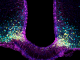 image showing tanycytes in purple and the neurons they interact with in the hypothalamus (yellow: appetite promoting neurons expressing neuropeptide Y (NPY); blue: appetite suppressing neurons expressing the propopiomelanocortin (POMC))