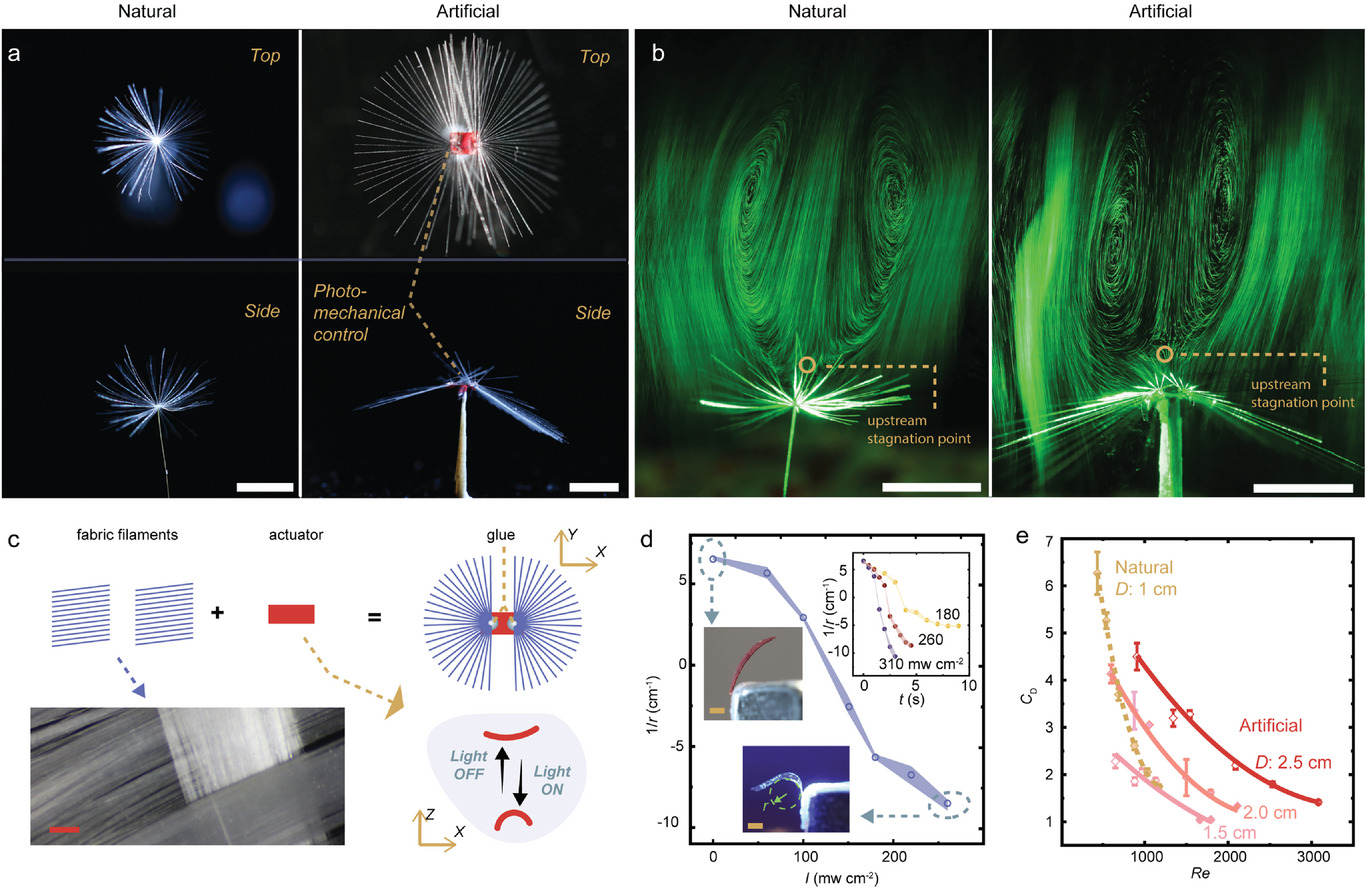 Dandelion-inspired disperser