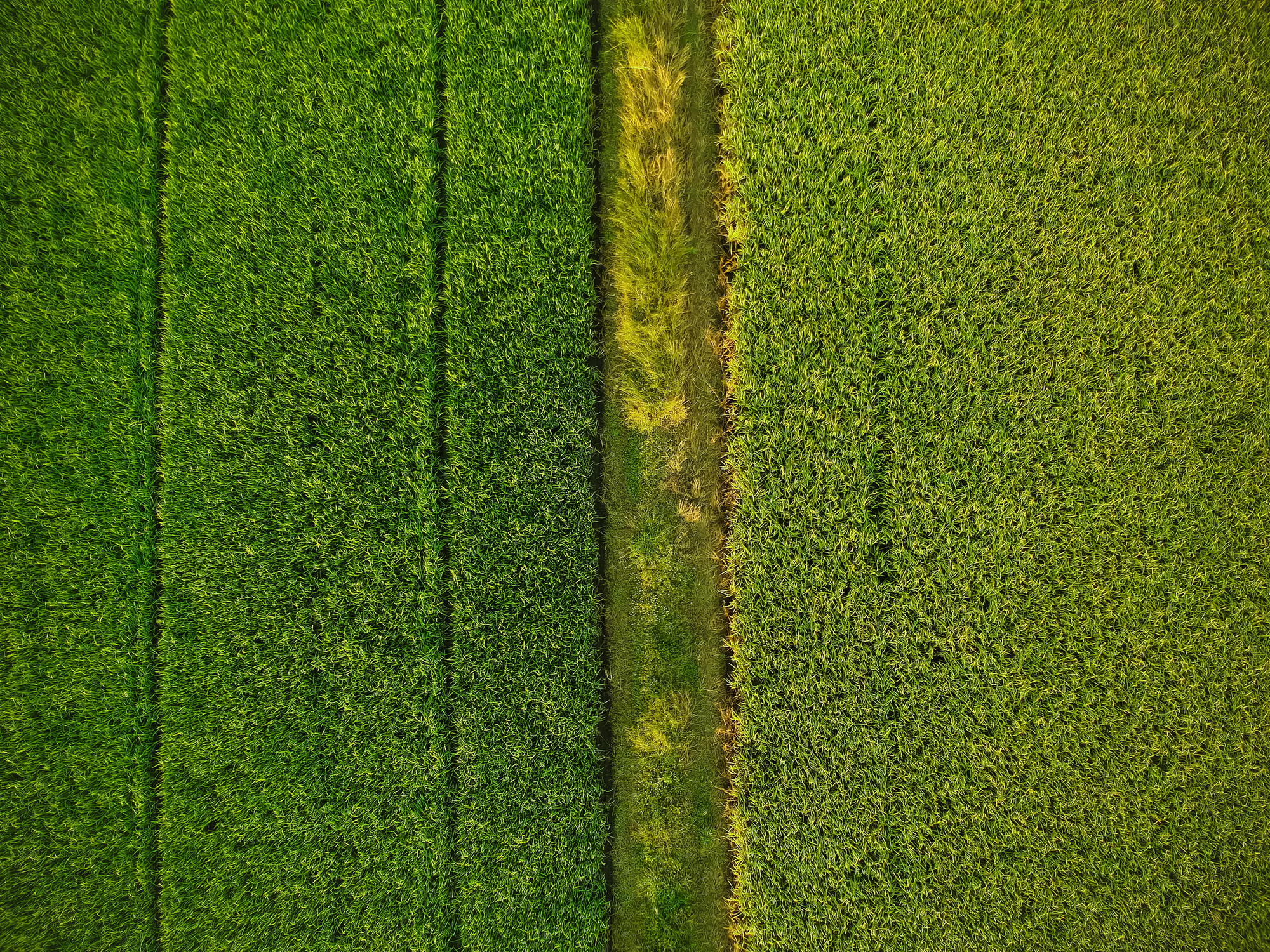 Aerial view of the green rice fields