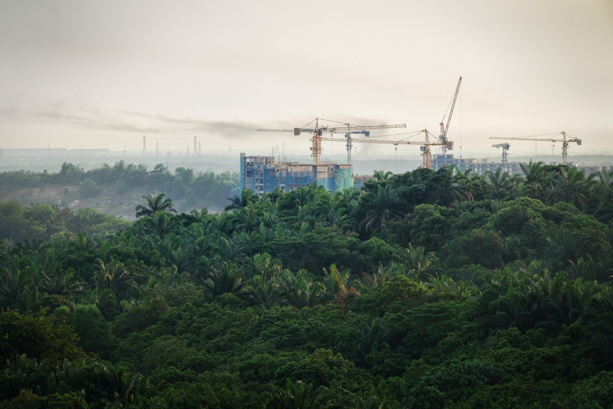 Tropical forest destruction - construction of skyscrapers in forest zone.
