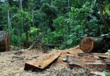 Deforestation: tree cut down and jungle or tropical forest in the background