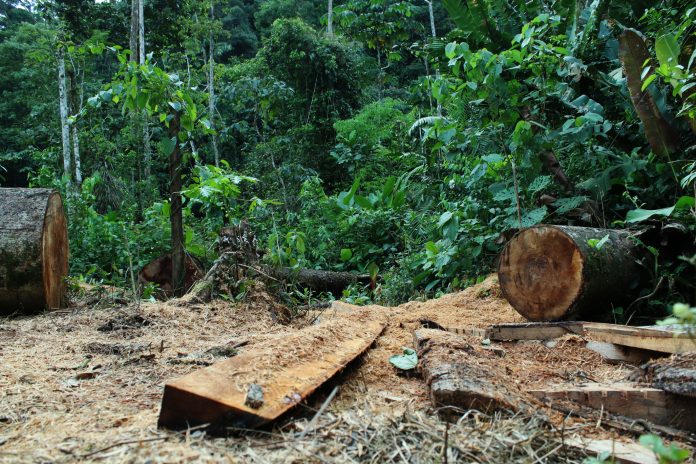 Deforestation: tree cut down and jungle or tropical forest in the background