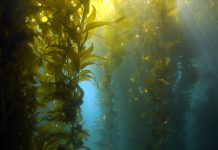Underwater kelp forest, catalina island, california