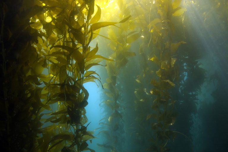 Underwater kelp forest, catalina island, california