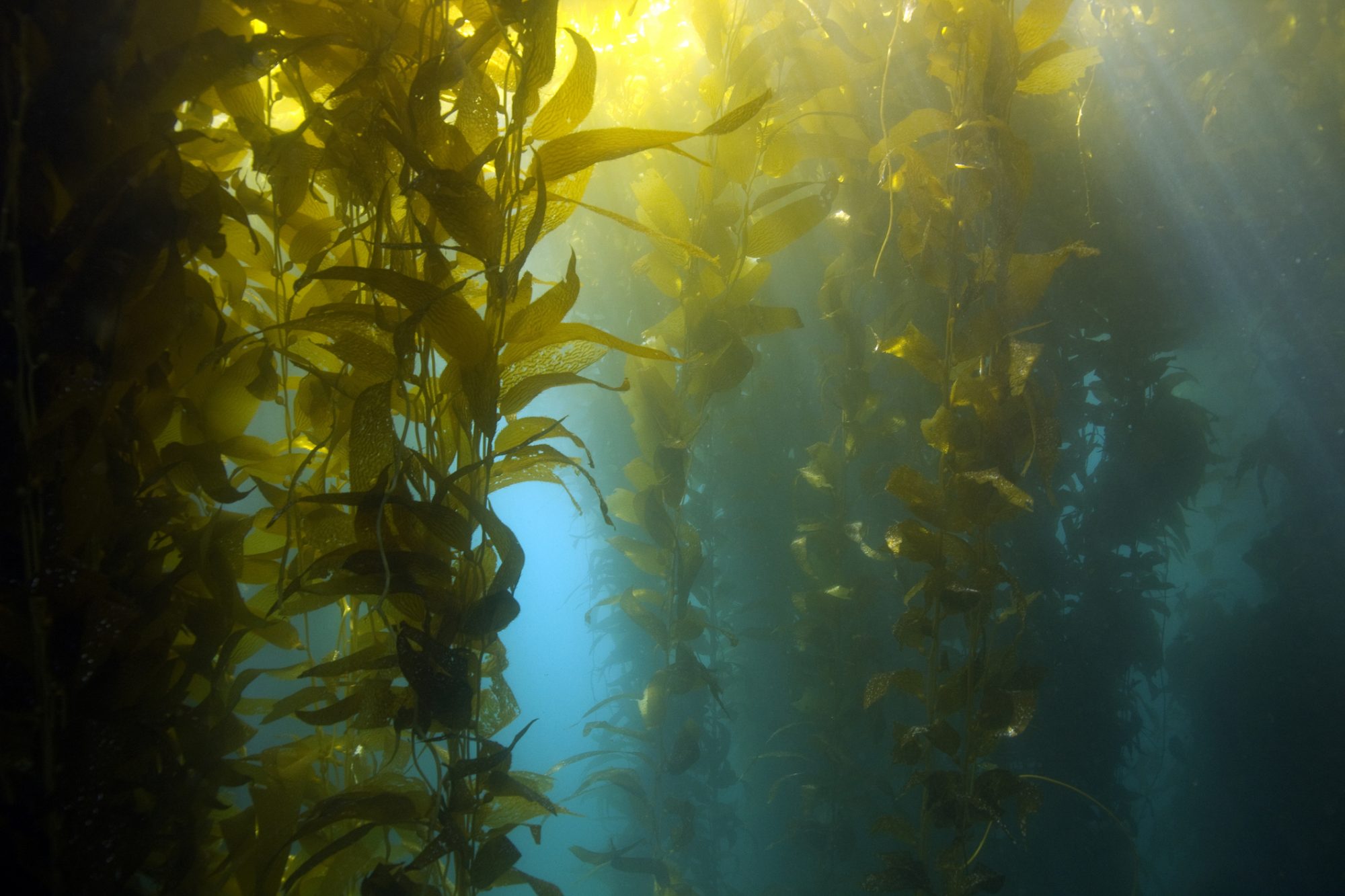 kelp forest hd