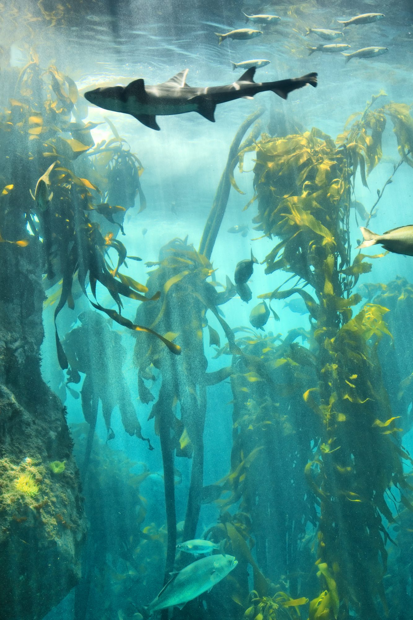 Big fish in underwater kelp forest