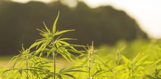 cannais plants