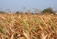 Drought disaster in Thailand countryside